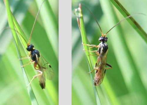 Réf. 280 031 : Perilissus sp.